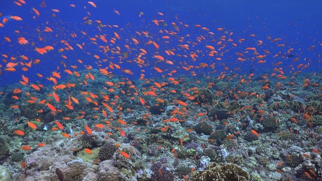 School of orange tropical fish, over the coral reef - Anthias - Red Sea