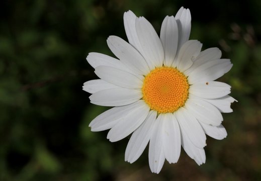 margueritte
