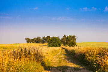 Naklejka premium Alter Landweg im Sommer