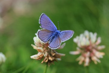 papillon bleu, azuré