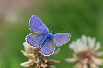 papillon bleu, azuré