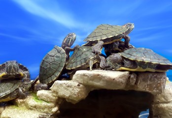 Tortoise on rock under cloudy blue sky at the beach