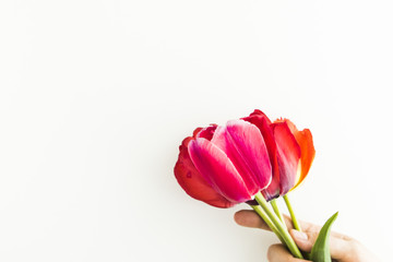 Tulip flowers on white table with human hand and copy space for your text top view. Flat lay