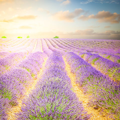 Naklejka na ściany i meble Lavender flowers field