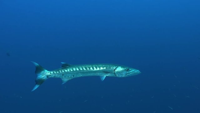 great barracuda fish swimming in blue - Red Sea 