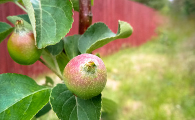 Ripening young apples on the branch. The garden is growing. Plant production. 