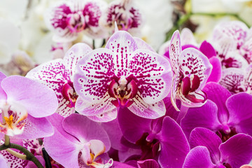 Beautiful pink and white orchid