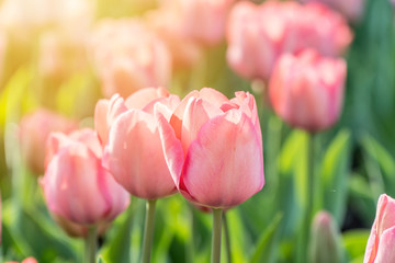 Beautiful pink tulips in the sunlight