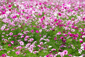 Cosmos fields in Thailand