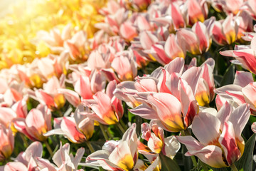 Close up of a group of colorful tulips with sunlight