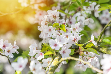 Obraz premium Close up of a tree with white flowers