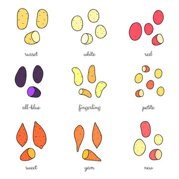 Different potato varieties set.