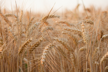 close up on ripe wheat ears on reaping time in middle June