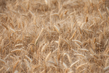 close up on ripe wheat ears on reaping time in middle June