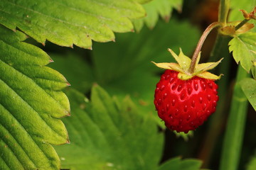 Wild strawberry, wild berry, fruiting plant in close-up