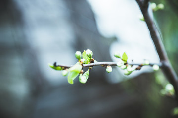 Blooming plum tree in the garden. Selective focus.