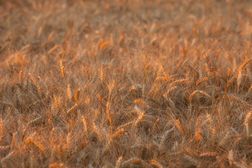 close up on ripe wheat ears on reaping time during a middle June sunset