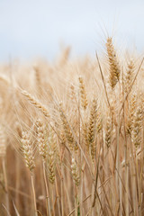 close up on ripe wheat ears on reaping time in middle June