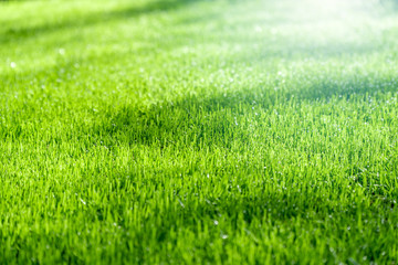 Green grass with sunlight
