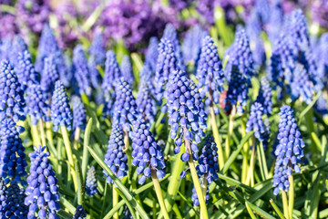 Group of beautiful little blue flowers