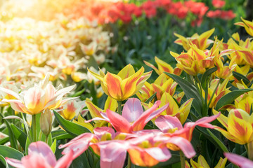 Fototapeta na wymiar Group of beautiful colorful tulips