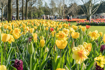 Group of colorful flowers