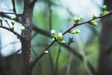 Blooming plum tree in the garden. Selective focus.