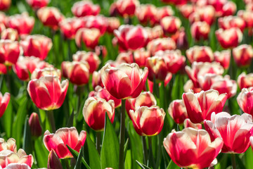 Group of nice red and white tulips