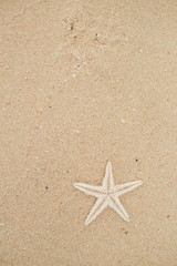 Fototapeta na wymiar starfish shell on beach