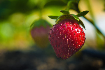 Strawberry growing on the bed