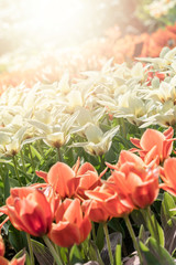 Many beautiful tulips