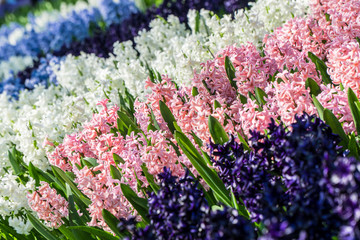 Many colorful hyacinth