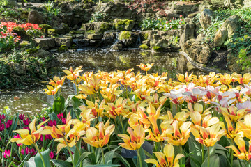 Many colorful tulips