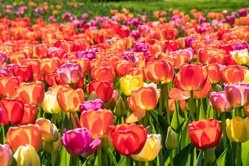 Many colorful tulips