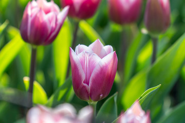 Nice white and purple tulip