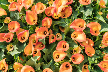 Top of a group of calla - Zantedeschia aethiopica
