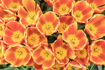 Top of beautiful orange and yellow tulips