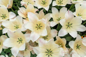 Top of beautiful white tulips