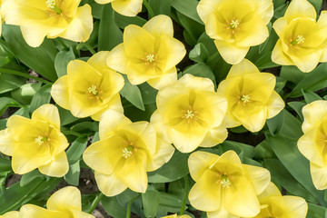 Top of beautiful yellow tulips