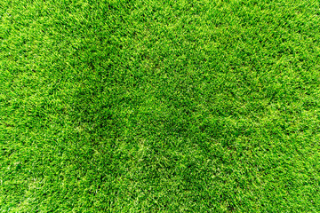 Obraz premium Top of grass