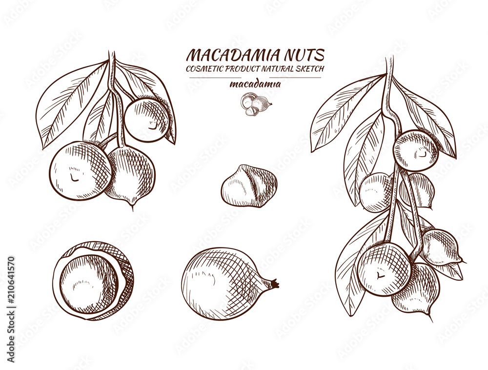 Poster Vector Macadamia Hand Drawn Illustrations Set, Sketches. - Posters