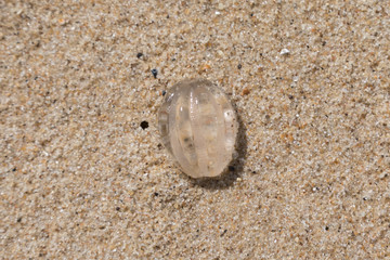 Sea gooseberry Pleurobrachia pileus