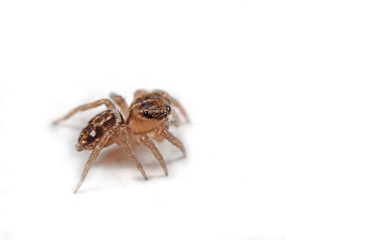 Macro Photo of Jumping Spider Isolated on White Background