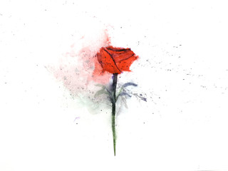 watercolor painting illustration red flower rose abstract. isolated on a white background . hand drawn. 