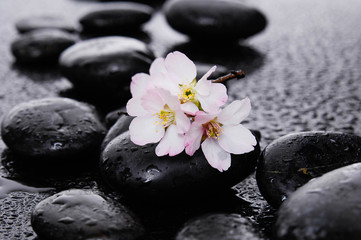 Fototapeta na wymiar spa concept-cherry flower, candle and black wet pebbles