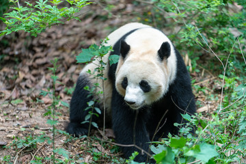 Fototapeta premium Giant pandas are protected at the national level in chengdu breeding base in sichuan province, China