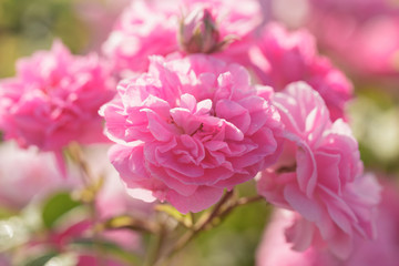 pink rose bush closeup on field background