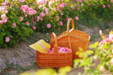 Basket with flower from pink oil roses.
