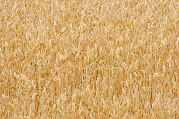Wheatfield, Close Up