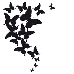 black butterfly, isolated on a white